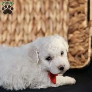 Bobby, Bichon Frise Puppy